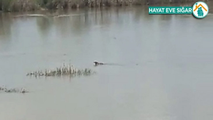 Sudaki hareketliliği görünce telefona sarıldı, sudan çıkan gülümsetti