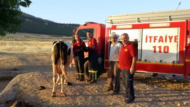 Sulama havuzuna düşen ineği itfaiye kurtardı