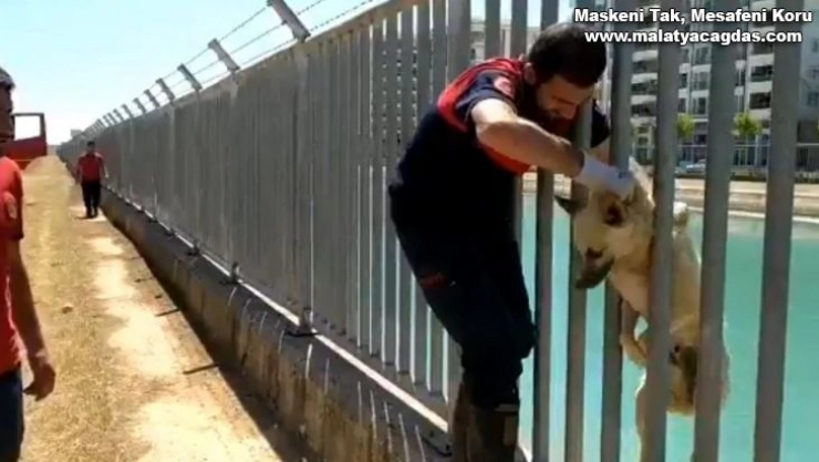 Sulama kanalına düşen köpek kurtarıldı