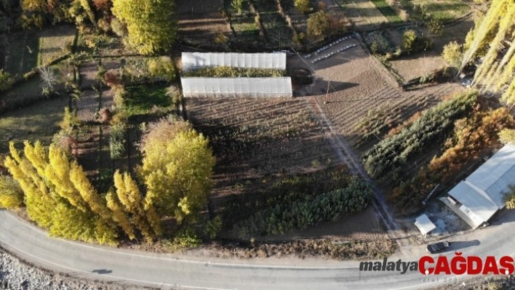 Sular altında kalacak 151 yıllık ilçenin yeni yerleşim yeri için 30 bin meyve fidanı koruma altına alındı