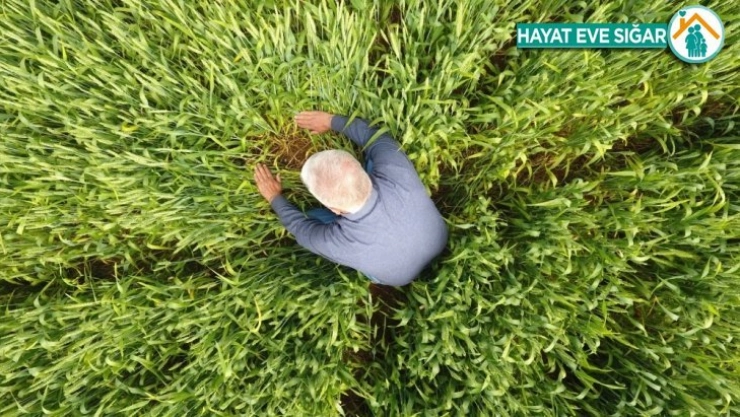 Süne ile mücadele başladı