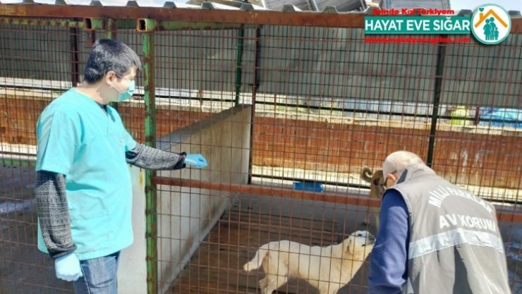 Tarım ve Orman Bakanlığı sokak hayvanları için harekete geçti