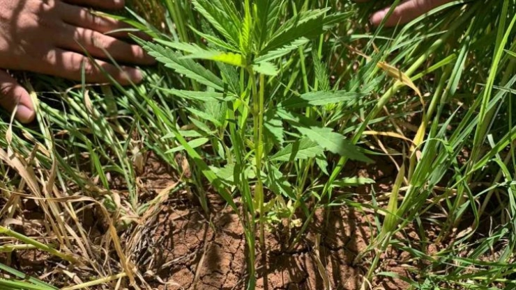 Tarlada 800 kök kenevir bitkisi ele geçirildi