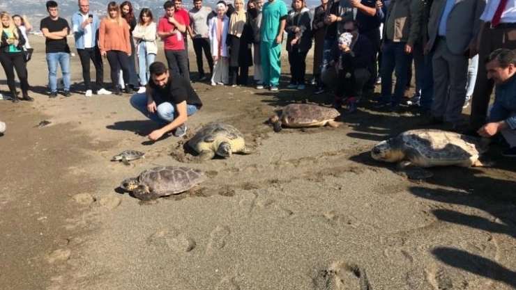 Tedavileri tamamlanan deniz kaplumbağaları denizle buluştu