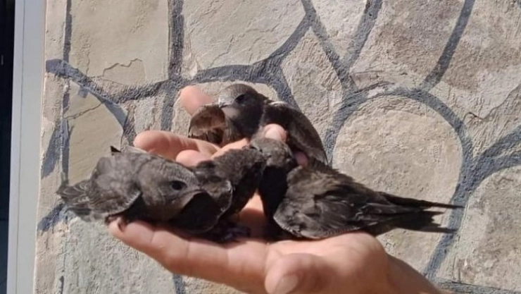 Tedavileri tamamlanan Ebabil kuşları doğaya bırakıldı