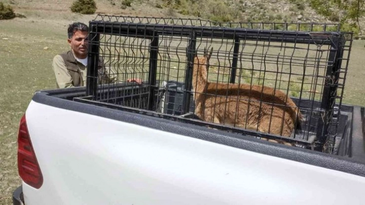 Tedavisi tamamlanan dağ keçisi doğaya bırakıldı