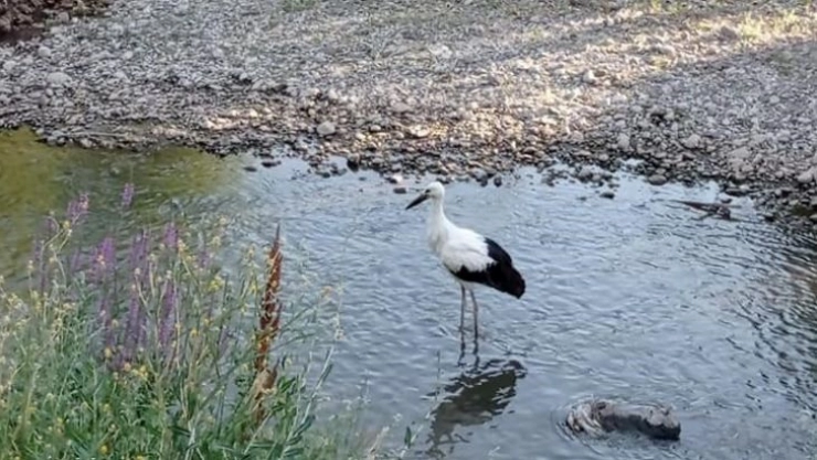 Tedavisi tamamlanan yavru leylek doğaya bırakıldı