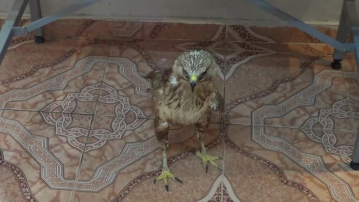 Tek Kanatla Hayata Tutunan Kızıl Şahin Kliniğe Yerleşti