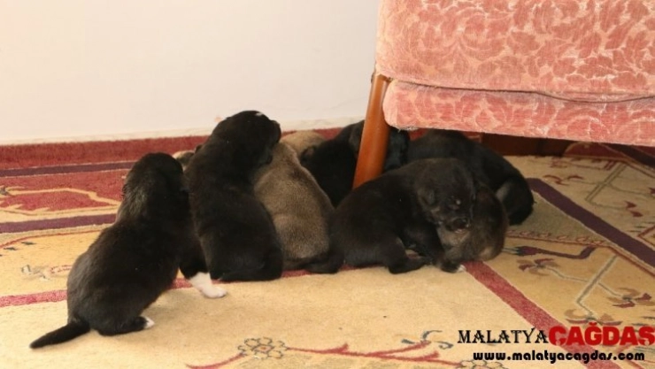 9 yavru köpeği Akut ekipleri kurtardı