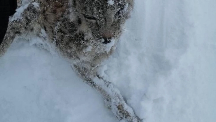 Tufanbeyli'de vaşak donarak öldü
