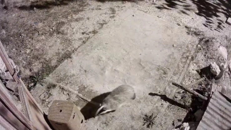 Türkiye'de nadir görülen bal porsuğu ile sansar kameralarında