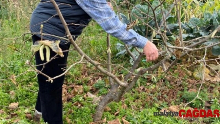 Türkiye'de tek aşırı gövdeli fındık bahçesinde budama yapıldı