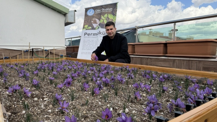 Ülkü Ocakları Genel Merkezi'nin Terasında Safran Hasadı Gerçekleştirildi