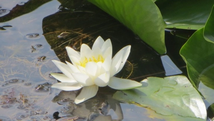 Ulusal öneme haiz sulak alan sayısı 56'ya yükseldi