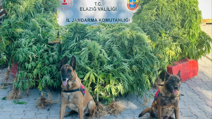 Uyuşturucu operasyonunda Hint keneviri ile esrar ele geçirildi