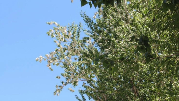 Uzmanlardan bahar alerjilerine karşı uyarı