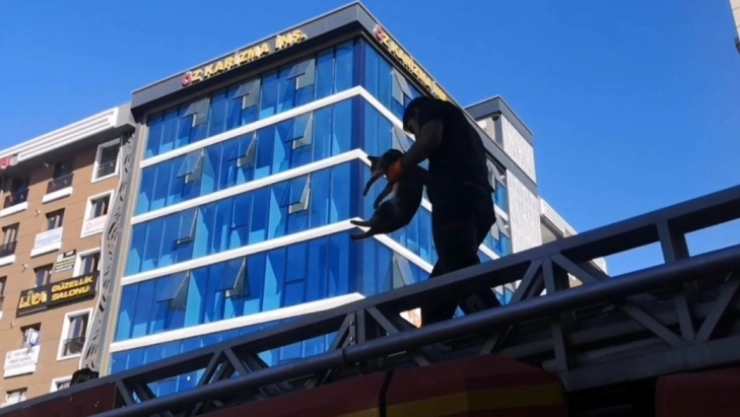 Van'da ağaçta mahsur kalan kedi itfaiye ekipleri tarafından kurtarıldı