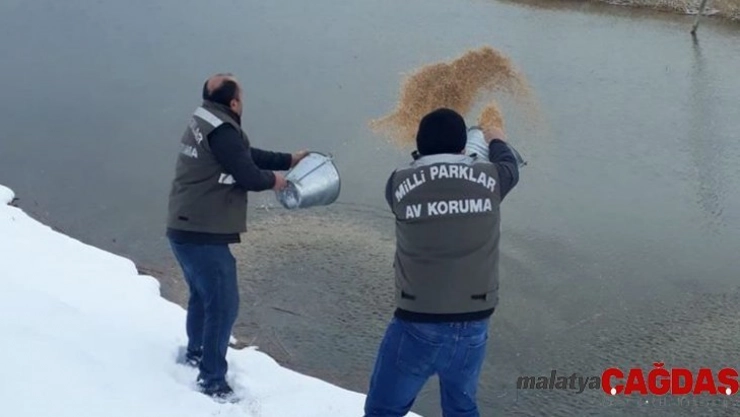 Van'da yabani hayvanlar için yem takviyesi