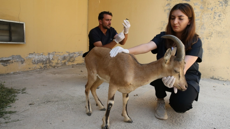 Van'da yaralı bulunan yaban keçisi yavrusu tedaviye alındı