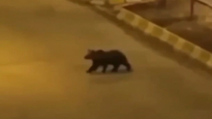 Van'ın iki farklı ilçesinde ayı ve yaban domuzu görüntülendi