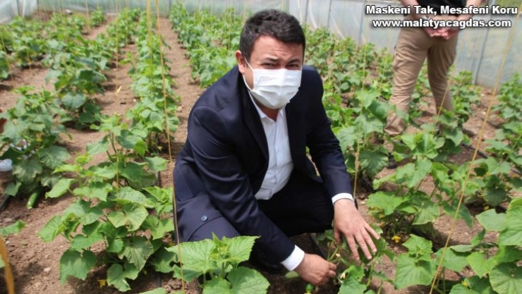 Vartolu kadınlar salatalık üreterek aile bütçelerine katkıda bulunuyor