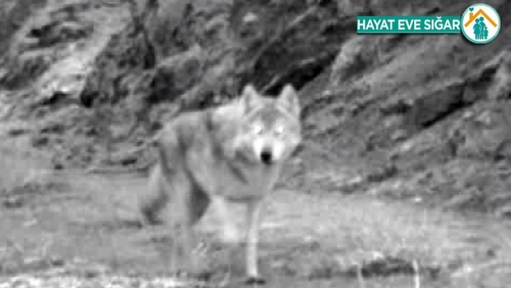 Yaban hayatı böyle görüntülendi