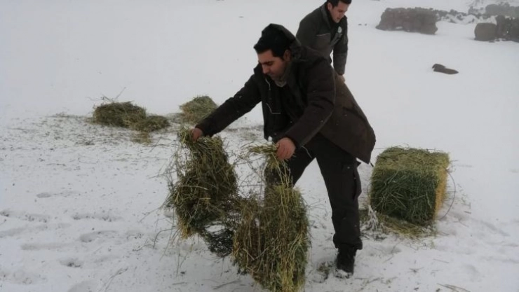 Yaban hayatı için doğaya yem bırakıldı