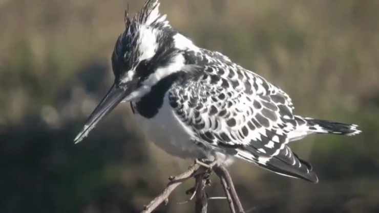 Yaban hayatının belgesellik görüntüleri