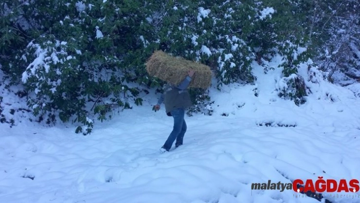 Yaban hayvanları 2 ton yem ve yonca bırakıldı