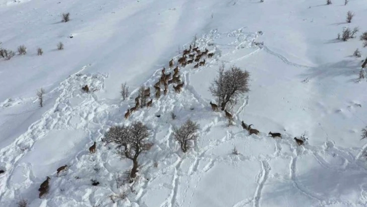 Yaban keçileri gökyüzünden görüntülendi