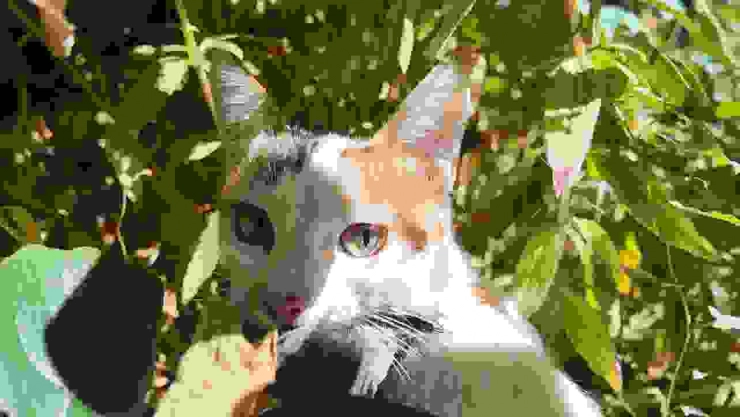 Yakaladığı serçeyi yavrusuna götürüp besledi