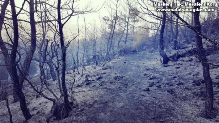 Yangında 80 dönümlük ormanlık alan zarar gördü