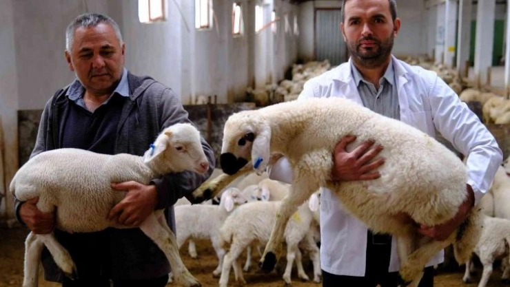 Yapılan çalışmalar sonuç verdi, yılın her dönemi gebe kalabiliyor