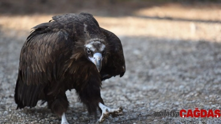 Yaralı akbaba hayvan bakımevinin maskotu oldu