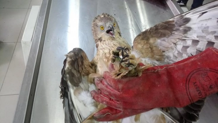 Yaralı Arı Şahini tedavi altına alındı