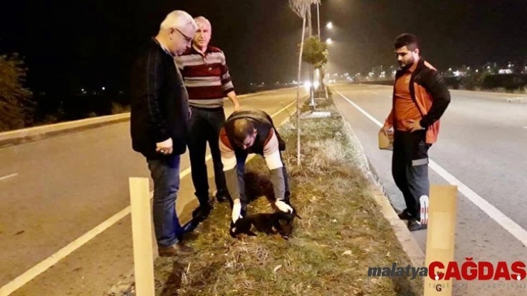 Yaralı köpeği ölmekten okul müdürü kurtardı
