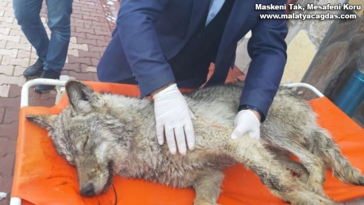 Yaralı kurt, hayvan bakımevinde tedavi altına alındı