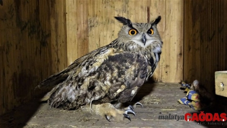 Yaralı olarak fark etti, yolda bırakmadı