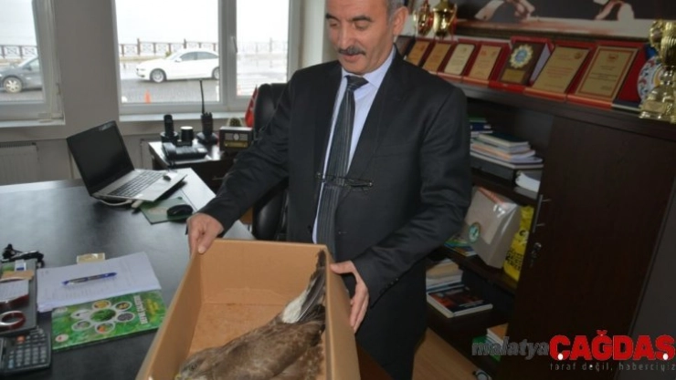 Yaralı şahin koruma altına alındı