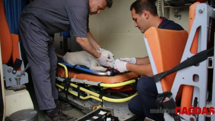 Yaralı ve bakıma muhtaç sokak ayvanları için 7/24 ambulans hizmeti