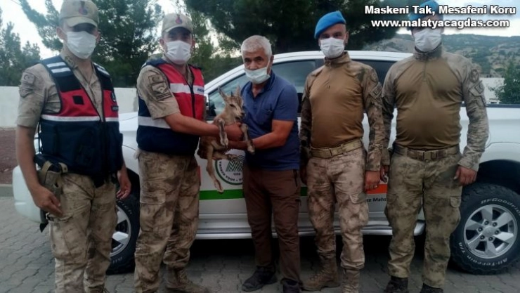 Yaralı yavru dağ keçisi tedaviye alındı