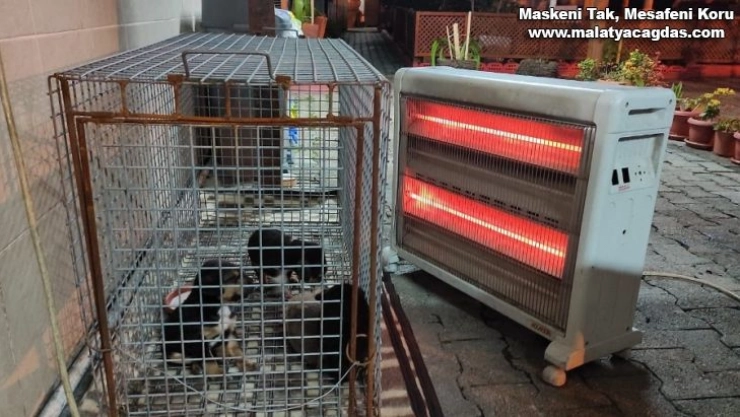 Yaralı yavru köpekler ölmekten kurtarıldı