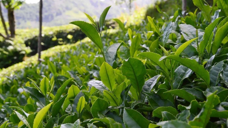 Yaş çay bedeli belli oldu
