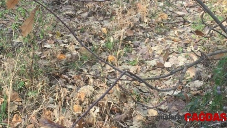 Yaşlı kadın 29 gün sonra ölü bulundu