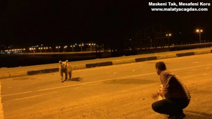 Yavru boz ayıları eliyle besledi