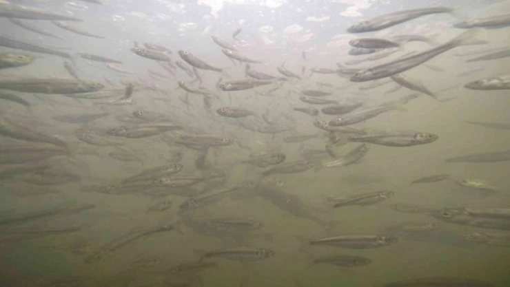 Yavru inci kefallerinin Van Gölü'ne dönüş yolculuğu başladı