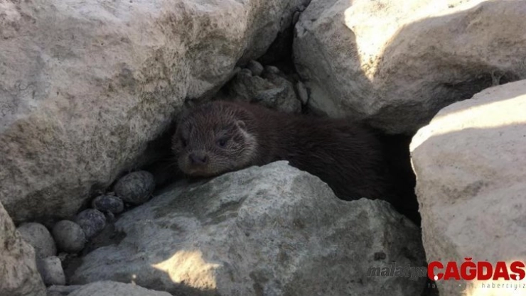Yavru su samuru doğal ortamına bırakıldı