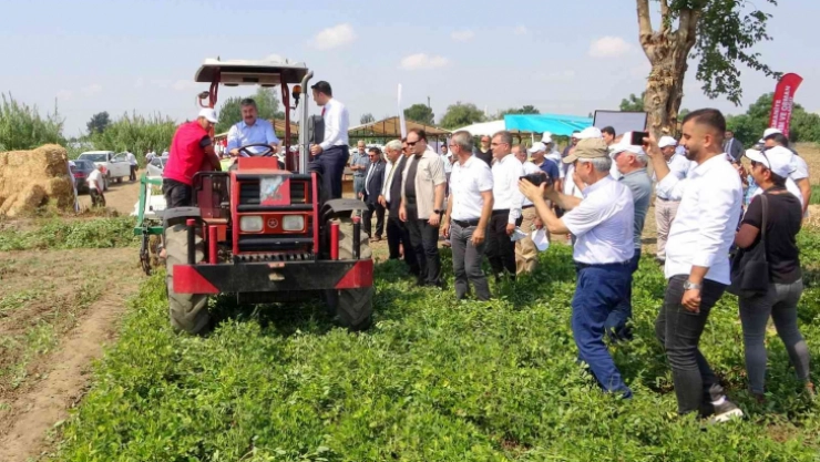 Yerli ve milli 'Ayşehanım' yer fıstığının hasadı başladı