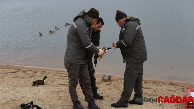 Yeşilbaşlı ördekler tedavi altına alındı