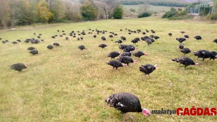 Yılbaşına 9 gün kala Kandıra hindisine yoğun ilgi